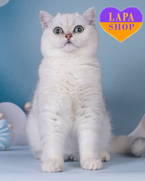 срібляста шиншила британська короткошерста