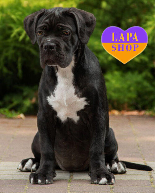 чорний кане корсо