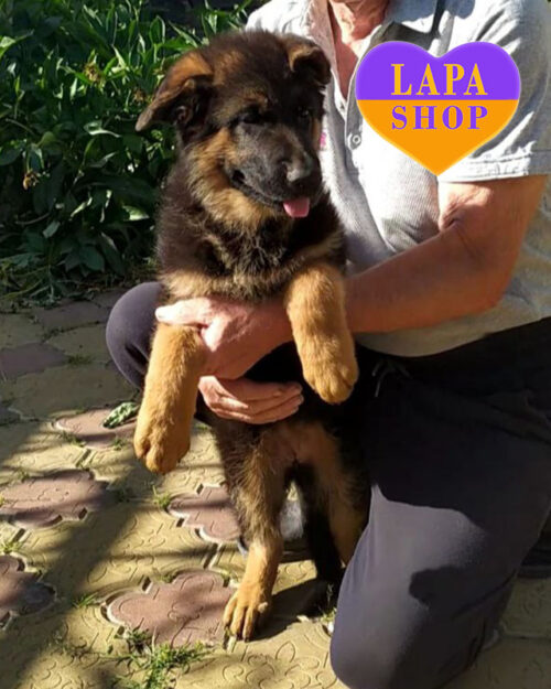 German Shepherd with a black-backed