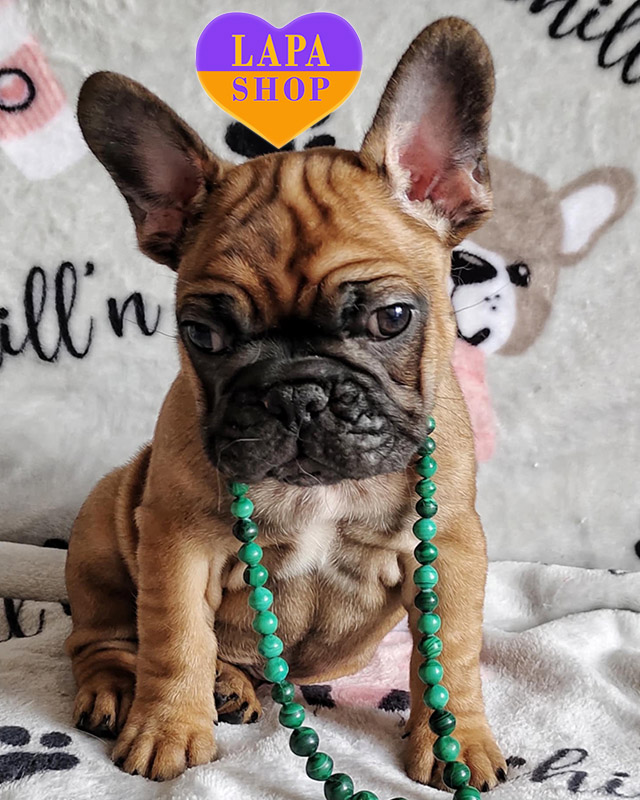 палевый французский бульдог