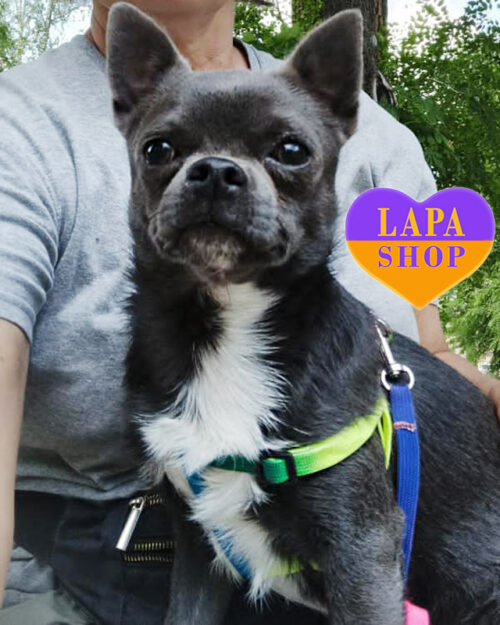 Flint — Cute Blue Chihuahua Boy