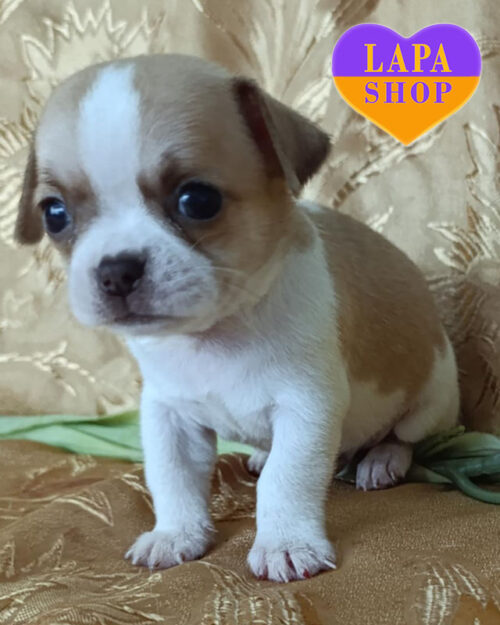 біло-рудий чихуахуа