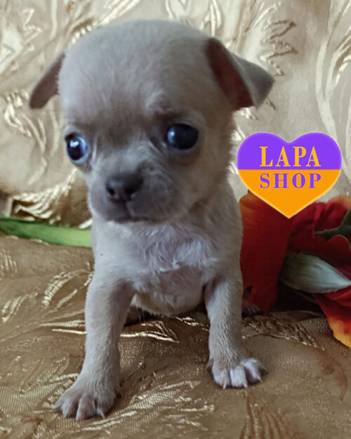 соболиний чихуахуа