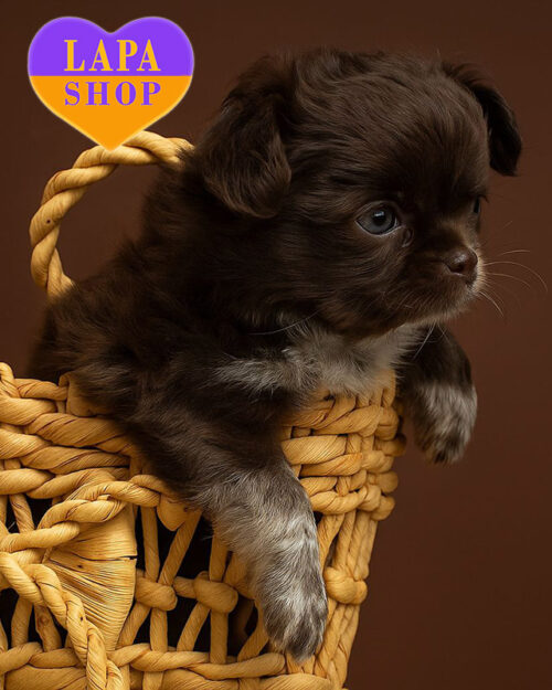 chocolate chihuahua