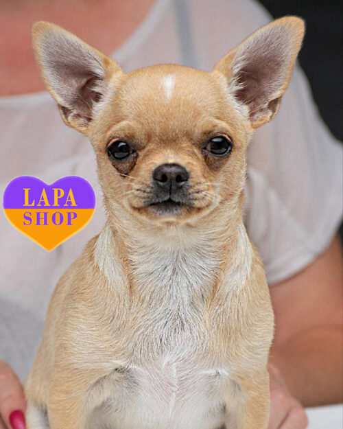 золоте чихуахуа