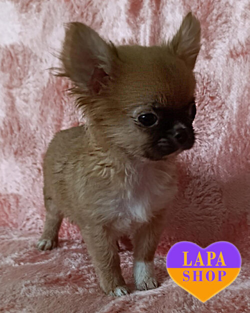 шоколадний чихуахуа