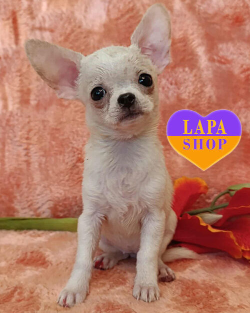 білий чихуахуа