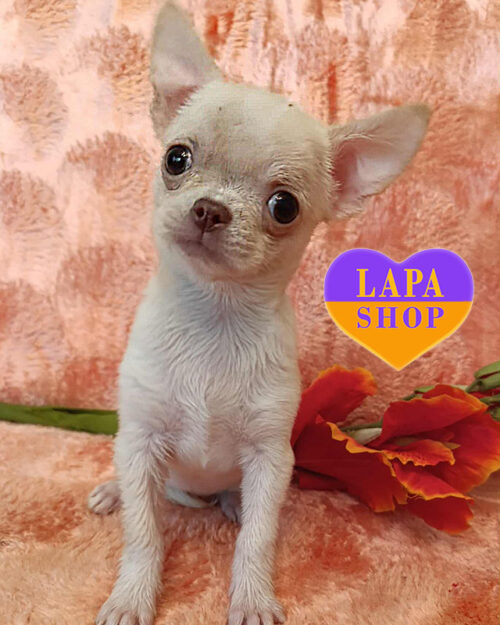 білий чихуахуа