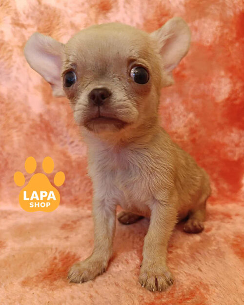 соболиний чихуахуа