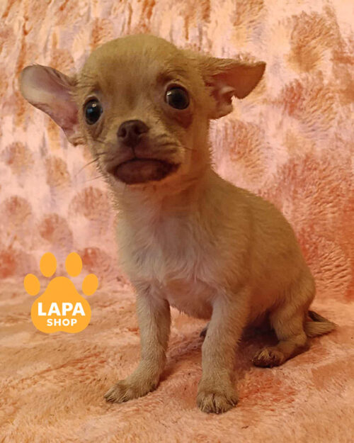 соболиний чихуахуа