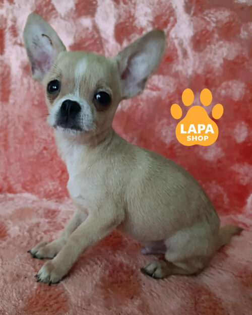 соболиний чихуахуа