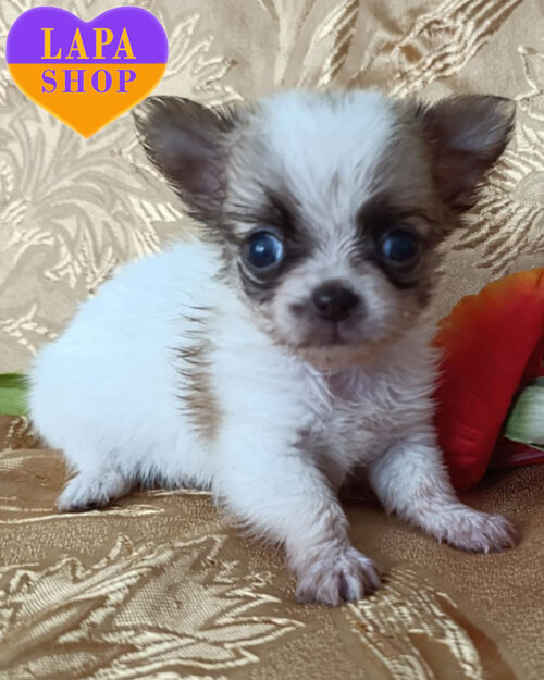 red and white chihuahua