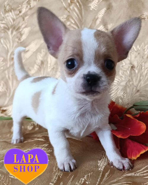 біло-рудий чихуахуа