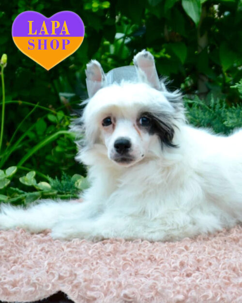 біло-чорна китайська чубата