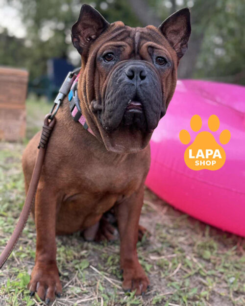 рудий чунцин