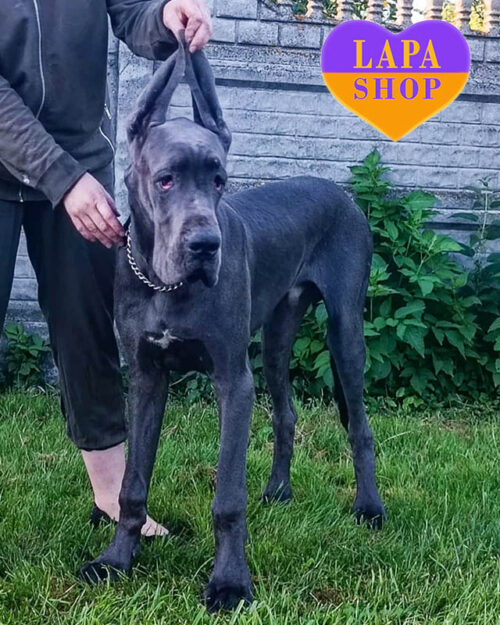 блакитний німецький дог