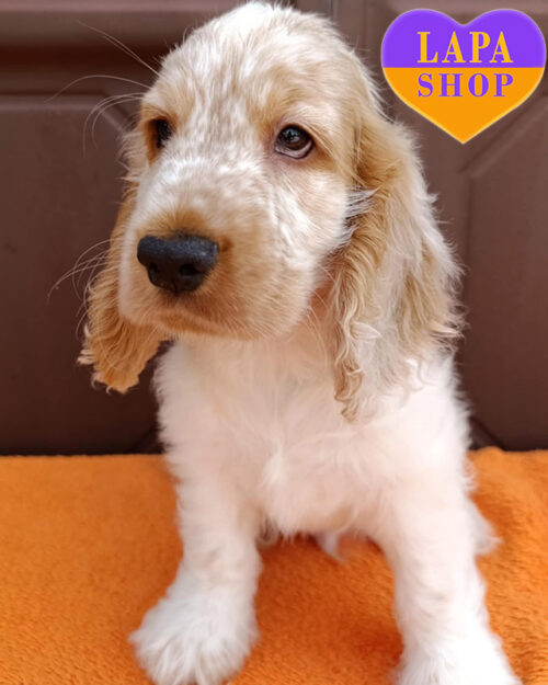 англійський кокер спанієль