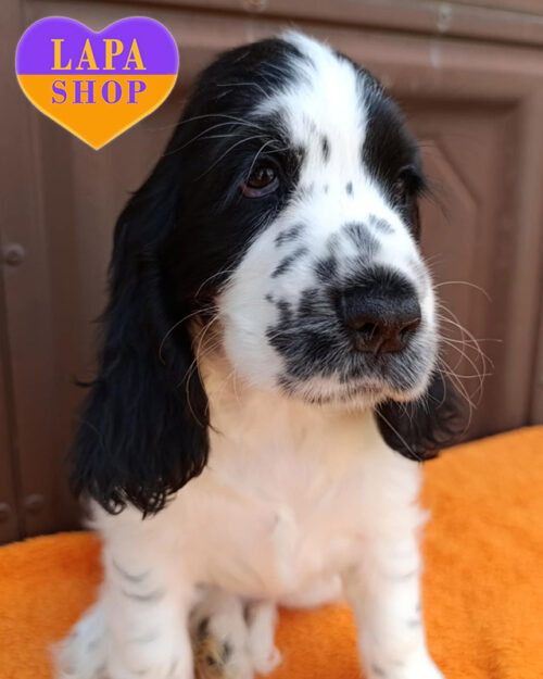 англійський кокер спанієль