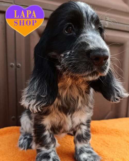 англійський кокер спанієль