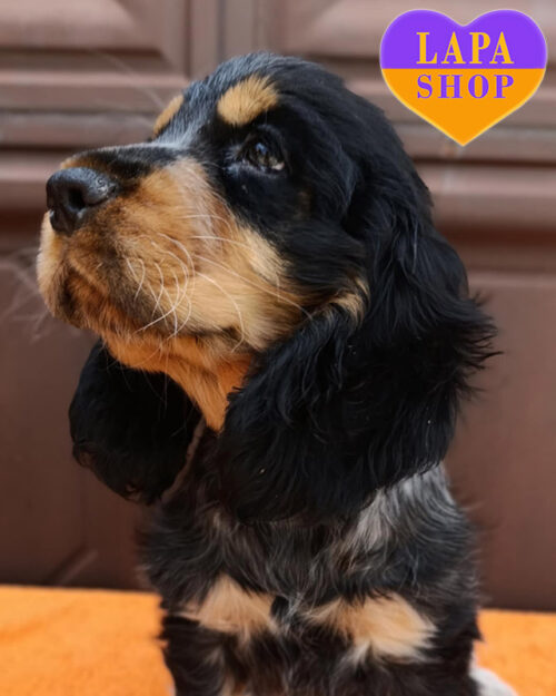 англійський кокер спанієль