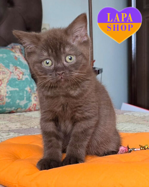 коричневий скотіш-страйт