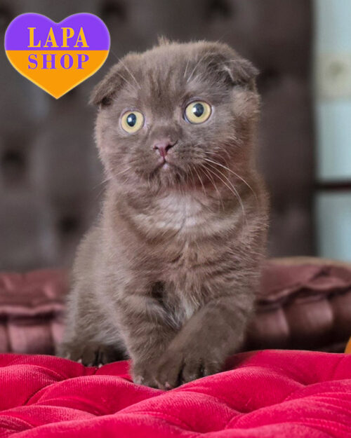 коричневий скотіш-фолд