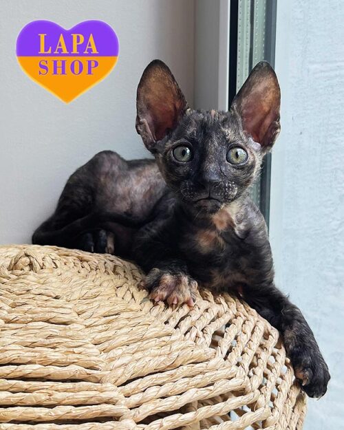 черепахова кішка корніш-рекс