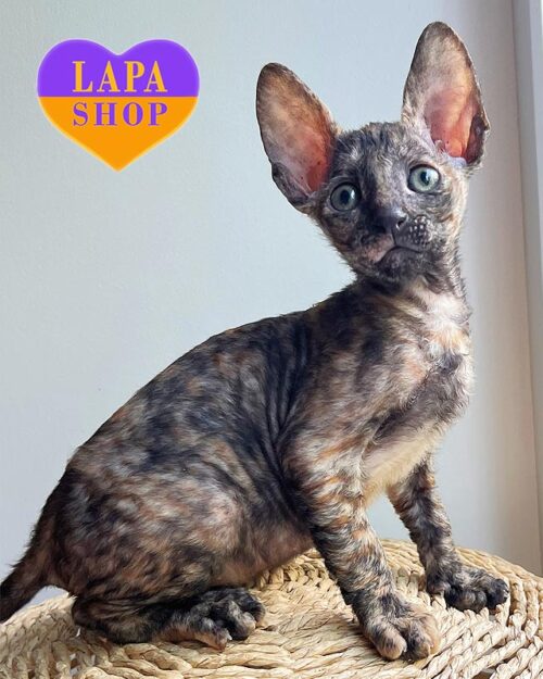 tortoiseshell Cornish Rex kitty