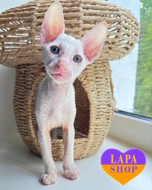 white Cornish Rex kitty