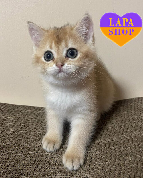 золота шиншила скотіш-страйт