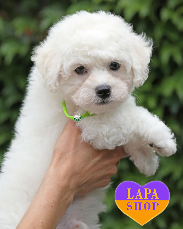 бішон фрізе