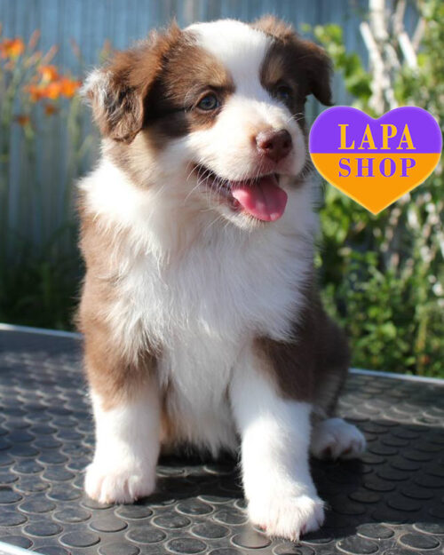 tricolor miniature american shepherd