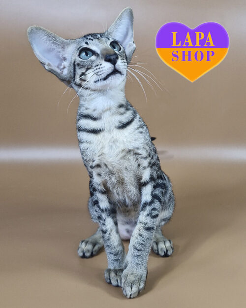 чорний плямистий орієнтал