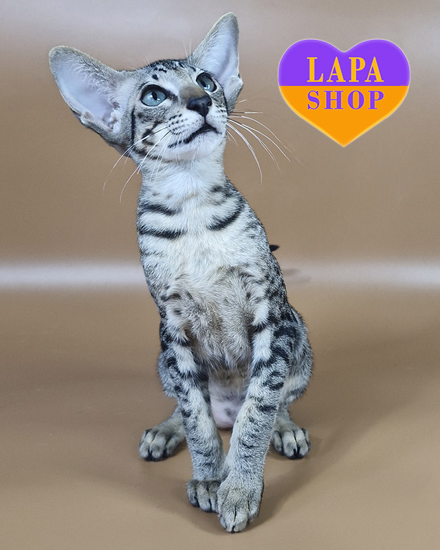 чорний плямистий орієнтал