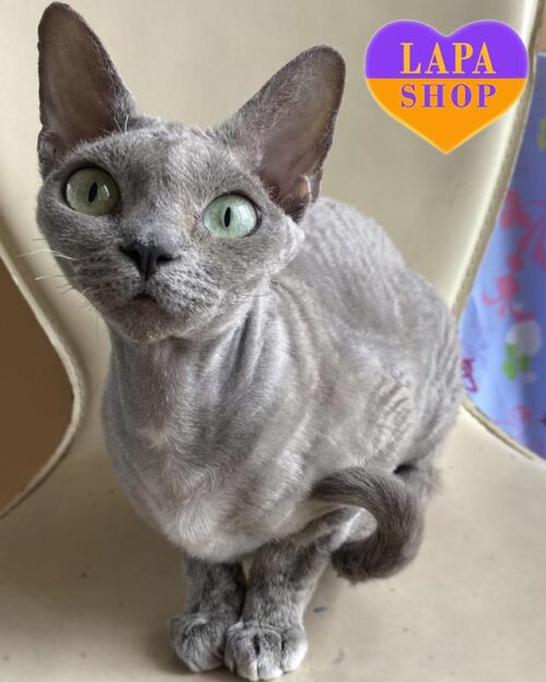 blue Devon Rex kitty