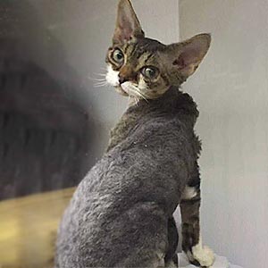 Грациозная голубо-пятнистая кошечка породы девон-рекс Linda drx dad 2