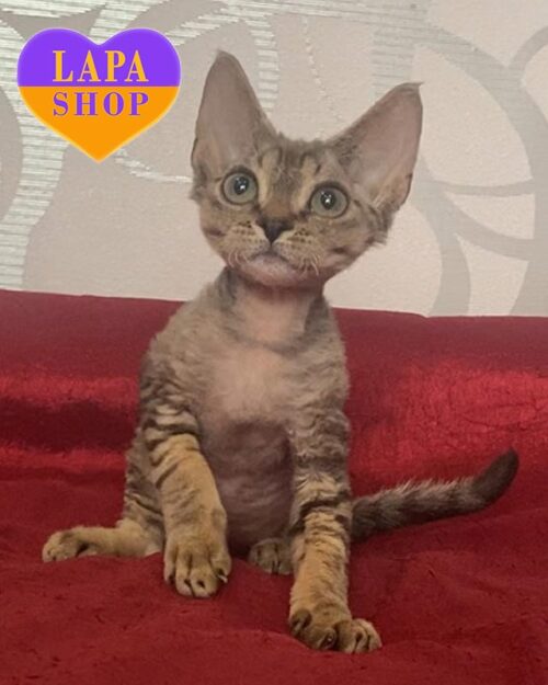 смугастий девон-рекс