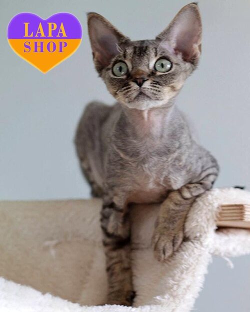 пятнистый девон-рекс