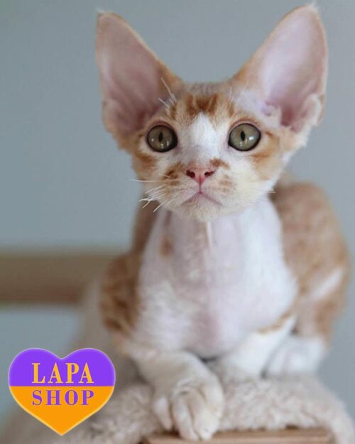 бело-рыжий девон-рекс