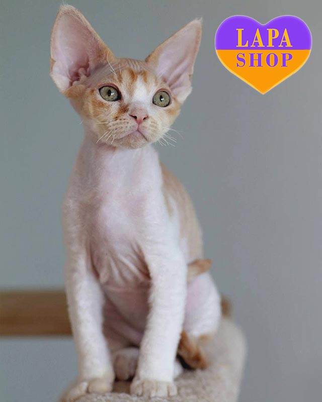 бело-рыжий девон-рекс