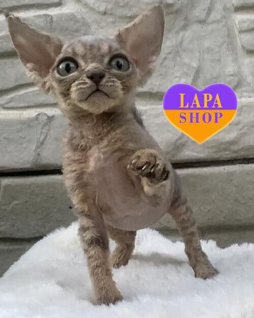 голубо-пятнистая кошка девон-рекс