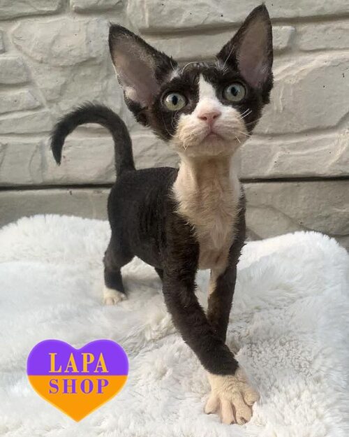 черно-белая кошка девон-рекс