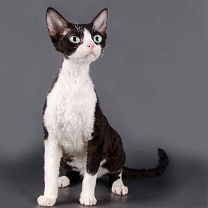 Грациозная голубо-пятнистая кошечка породы девон-рекс Linda drx mom 2