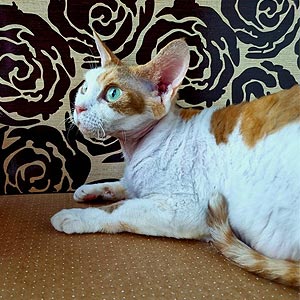 Харизматический котенок породы девон-рекс Valet drx mom2