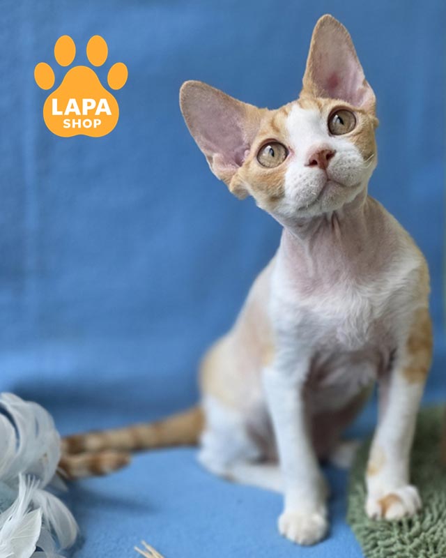 плямистий девон-рекс