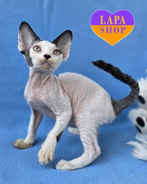 черно-белый девон-рекс