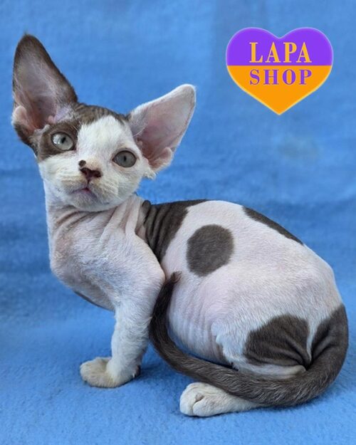 кошечка шоколадный арлекин девон-рекс