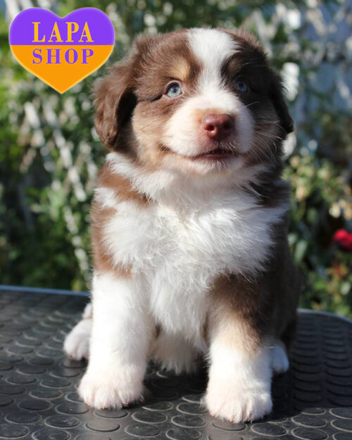 tricolor miniature american shepherd