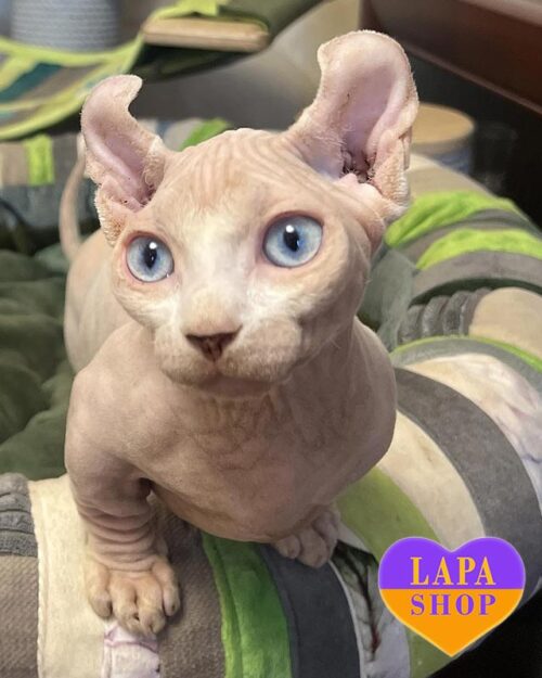 голубоглазый двельф