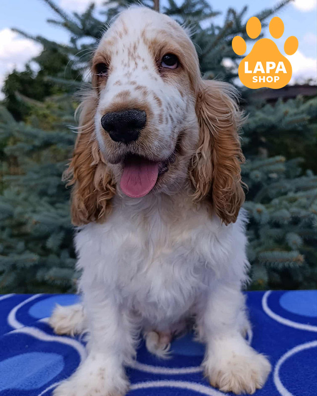 рудий англійський кокер спанієль